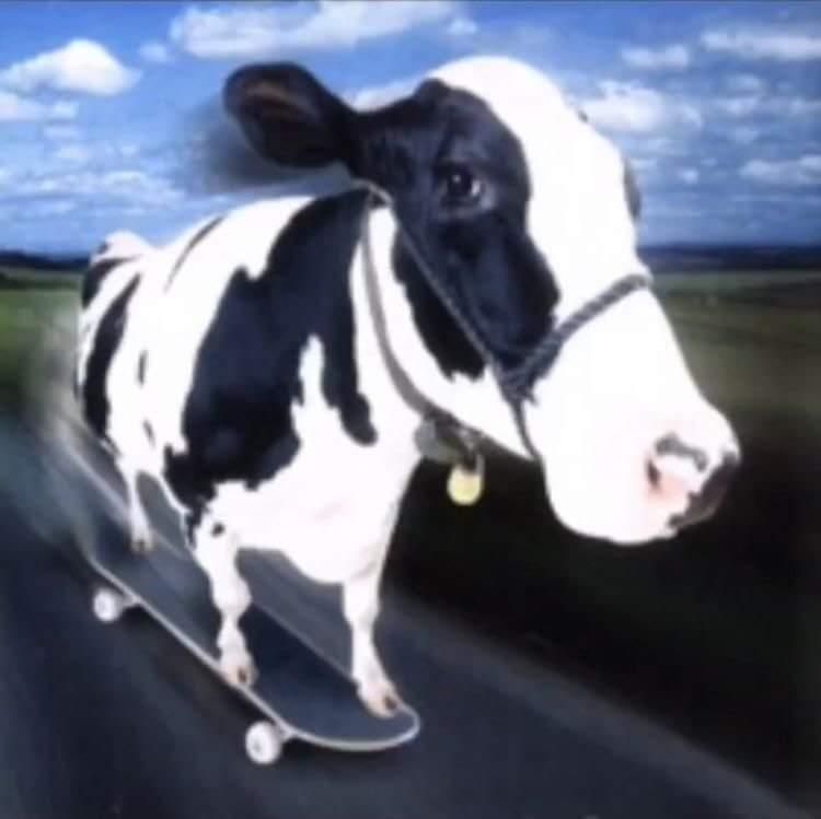 cow on a skateboard