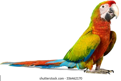 parrot